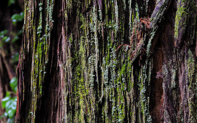 Redwood bark covered by moss in Muir Woods National Monument