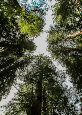 Looking skyward into the redwood canopy in Muir Woods National Monument