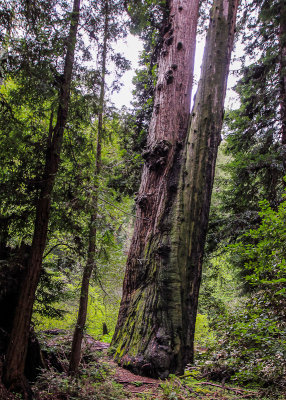Redwood trees grown together in Muir Woods National Monument