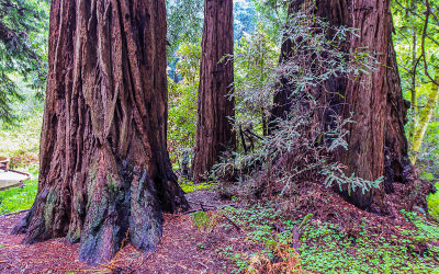 Redwood trees in Muir Woods National Monument