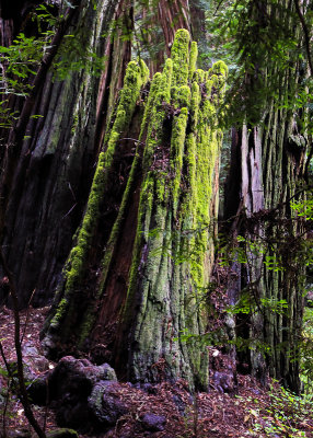 Moss covers the base of a redwood where it broke off in Muir Woods National Monument