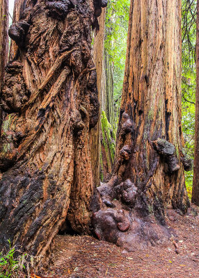Burls at the base of two redwoods in Muir Woods National Monument