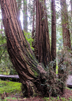 A family of redwoods growing together in Muir Woods National Monument