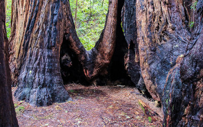 Redwoods hollowed out by fire in Muir Woods National Monument