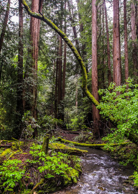 Redwood Creek winds through young redwoods in Muir Woods National Monument