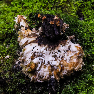 Fungus on a downed redwood in Muir Woods National Monument