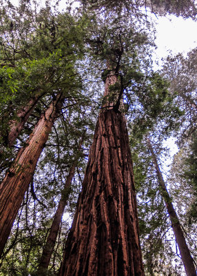 Redwoods in the Founders Grove in Muir Woods National Monument