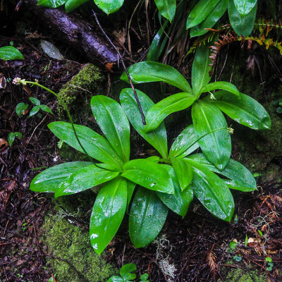 Large leafed plant in Muir Woods National Monument
