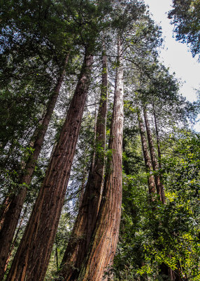 Redwoods along the Canopy View Trail in Muir Woods National Monument