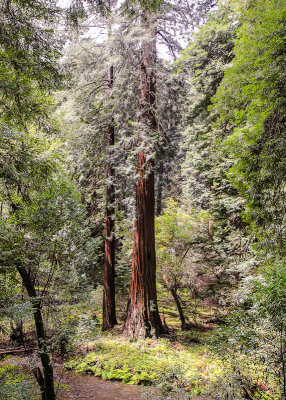 Young and mature Redwoods on the banks of Redwood Creek in Muir Woods National Monument