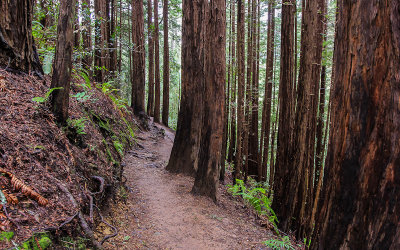 A grove of young redwoods along the Canopy View Trail in Muir Woods National Monument