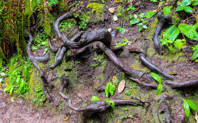 Redwood root system on the bank of a hill in Muir Woods National Monument