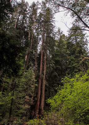 Redwoods standing tall in Muir Woods National Monument