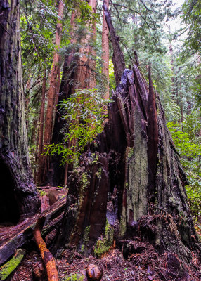 Base of a fallen redwood in Muir Woods National Monument 