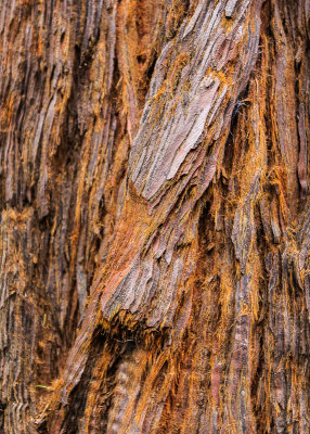 Redwood bark in Muir Woods National Monument