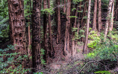 A grove of young redwoods on the Canopy View Trail in Muir Woods National Monument