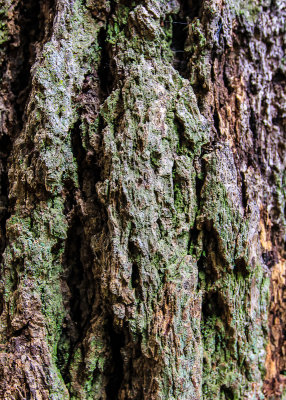 Redwood bark with moss in Muir Woods National Monument