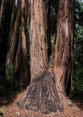 Older redwoods sprouted from a burl in Muir Woods National Monument