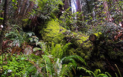 A moss covered redwood trunk surrounded by ferns in Muir Woods National Monument