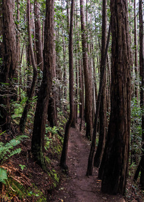 Young redwood grove along the Canopy View Trail in Muir Woods National Monument