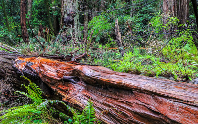 Fallen redwood exposed in Muir Woods National Monument