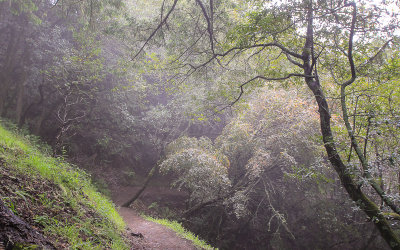Fog descends on the ridge along the Canopy View Trail in Muir Woods National Monument