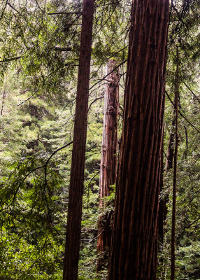 Redwood trunks along the Canopy View Trail in Muir Woods National Monument