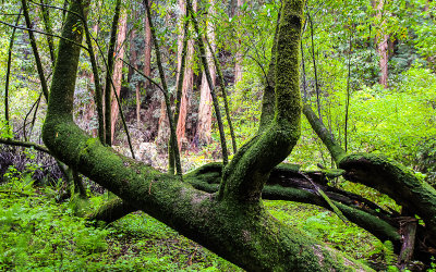 A moss covered tree in Muir Woods National Monument