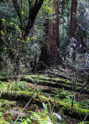 The forest floor in Muir Woods National Monument
