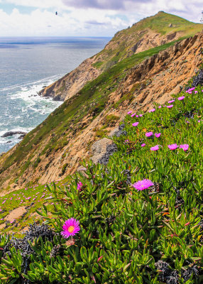 Flowering Ice Plant in the foreground above the rocky cliffs in Point Reyes National Seashore