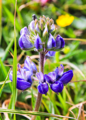 Sky Lupine topped by a spider in Point Reyes National Seashore