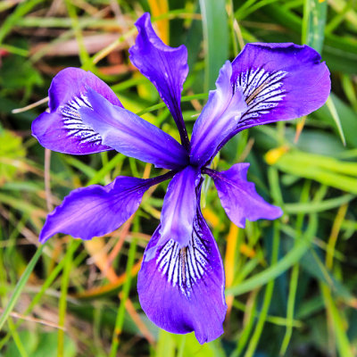 Douglas Iris in Point Reyes National Seashore