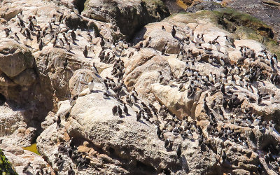 Common Murres bask in the sun below the Point Reyes Lighthouse in Point Reyes National Seashore