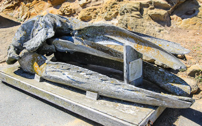 California Gray Whale skull in Point Reyes National Seashore