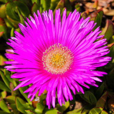 Ice Plant flower in Point Reyes National Seashore