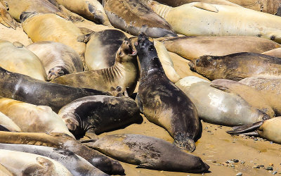 Elephant Seals joust in Point Reyes National Seashore