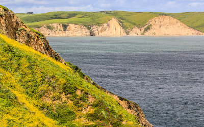 A blooming hillside above Drakes Bay in Point Reyes National Seashore