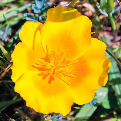 California Poppy in Point Reyes National Seashore