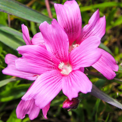 Checkerbloom in Point Reyes National Seashore