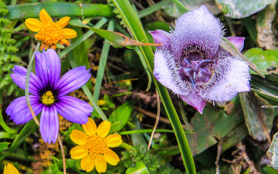 Western Blue-Eyed Grass, Goldfields and Pussy Ears flowers in Point Reyes National Seashore