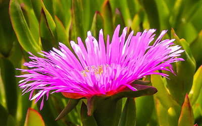 Ice Plant flower in Point Reyes National Seashore