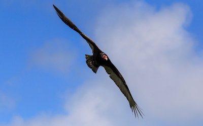 Turkey Vulture soars above Point Reyes National Seashore