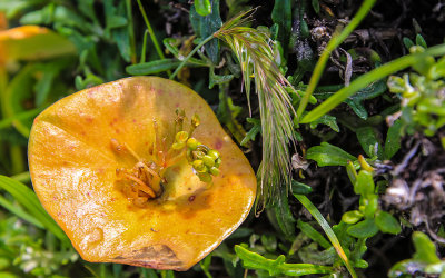 Flowering plant in Point Reyes National Seashore
