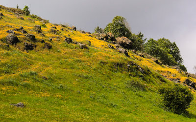 Flowering hillside in Point Reyes National Seashore