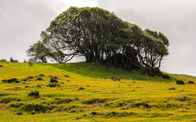 Trees on a flowering hillside in Point Reyes National Seashore