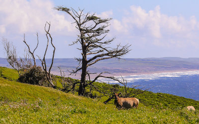Tule Elk above McClures Beach in Point Reyes National Seashore