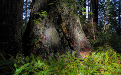 Early morning sunlight on a redwood in the Lady Bird Johnson Grove in Redwood National Park