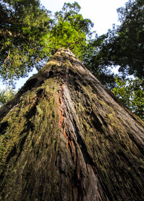 Looking up at a giant Redwood in the Lady Bird Johnson Grove in Redwood National Park