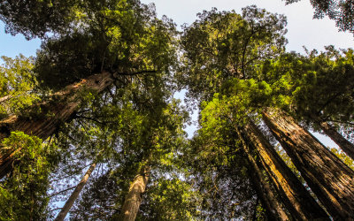 Giant Redwoods in the Lady Bird Johnson Grove in Redwood National Park