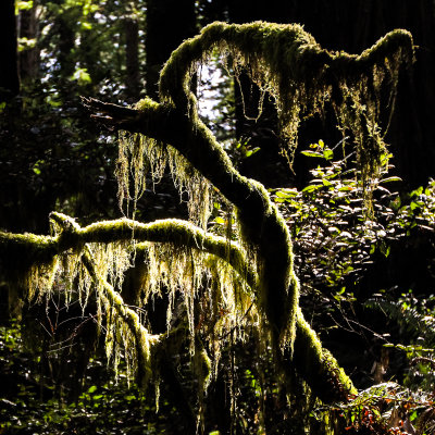 Moss backlit by early morning light in the Lady Bird Johnson Grove in Redwood National Park